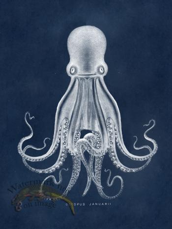 Octopus Blue 07
